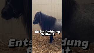 Update zu Mini Shetty Brillant 🐴Bist du eher Team Hengst oder Team Wallach [upl. by Blithe]