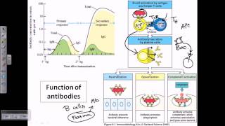 Function of antibodies [upl. by Haizek279]