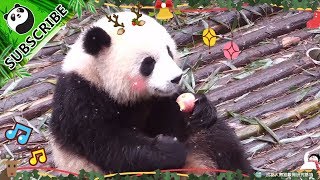 【Panda Theme】Christmas Eve Greetings From Pandas  iPanda [upl. by Dang]