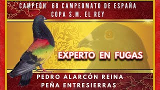 NACIONAL DE COLOMBICULTURA AGRAMÓN 2019 7ª y ÚLTIMA PRUEBA [upl. by Glyn]