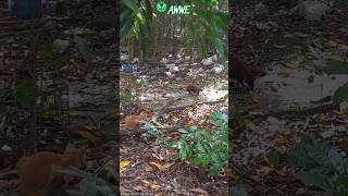 agouti not scared of cat animalwelfare hungryanimal caymanislands [upl. by Oflodor]