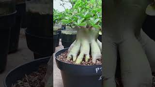 Adenium Fertilizer Flower Gardening Root Bonsai Desert Rose Plant [upl. by Nodnrb]