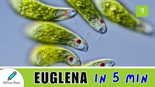 What is Euglena ✨  Amazing Microbes  Structure Movement amp More [upl. by Merritt]