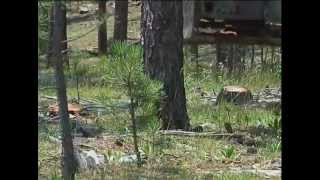 Logs to Lumber  The Sawmill in Action [upl. by Nellir]