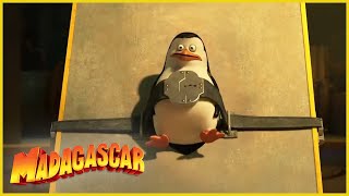 Madagascar en Español Latino  La Mascota  Clip de Los Pingüinos de Madagascar [upl. by Rasmussen680]