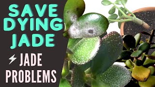 Jade Plant Problems and Pests  Save a DYING Crassula Ovata  MOODY BLOOMS [upl. by Deraj]