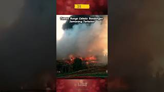 Taman Bunga Celosia Bandungan Semarang Terbakar [upl. by Branscum]