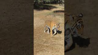 tiger ranthambore Ranthmbor viralvideo lakhangangli [upl. by Eeliram]