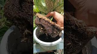 UPDATE AFTER 6 WEEKS AGLAONEMA STEM CUTTINGS PROPAGATIONSUCCESSFUL MARAMI NG MGA UGAT gardening [upl. by Bonn]