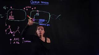 quorum sensing [upl. by Dlonra]