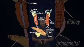 Male Reproductive System of Frog – Drop Your Answer in the Comments shorts [upl. by Naihr898]