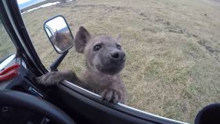 Curious spotted hyena jumps on car  Ngorongoro Crater [upl. by Nnyllatsyrc]