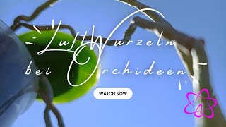 Luftwurzeln bei Orchideen [upl. by Yelsna]