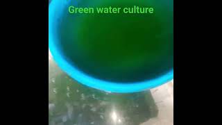 Green water culture for moina daphnia culture easy and effective [upl. by Bertold285]