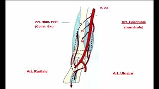 10  Vascularisation du Membre Supérieur [upl. by Gennaro]