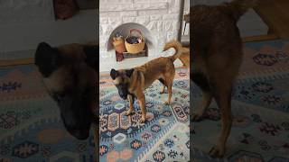 Blind Malinois v vacuum 🦘 malinois rescuedog family [upl. by Arej172]