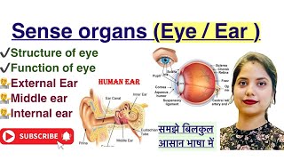 Sense Organs in Hindi  Eye  Ear  Structure  Function  Anatomy  MLT [upl. by Eidarb]