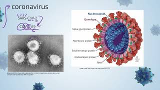 IB Biology Topic A23 Virus  AHL [upl. by Acinat60]