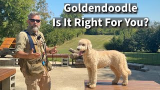 Goldendoodle  Is It Right For You [upl. by Airamat]