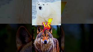 polar bear vs jaguar vs cougar vs wolf vs grizzly bear wildlife animals shorts shortsfeed [upl. by Eloccin]