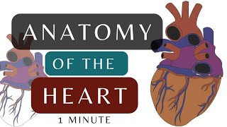 Anatomy of the Heart  Posterior Surface Gross Anatomy Animation  heartanatomy shorts anatomy [upl. by Luoar]