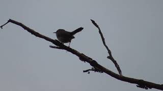 Bewicks Wren callsong [upl. by Schriever]