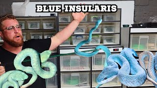 REAL LIFE BLUE VIPERS [upl. by Anwahsad]