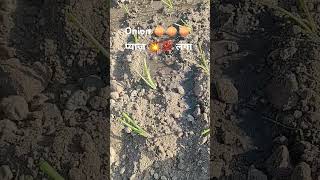 🧅आज लग रहा है प्याज़ 🧅।। farming minivlog onion short [upl. by Aidas]