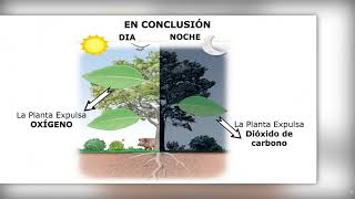 la Respiración y Excreción de las plantas [upl. by Mariellen]