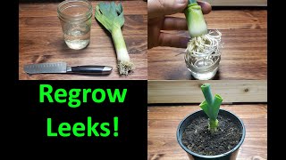 How To Grow A New Leek From A Leek  2020 [upl. by Grimona802]