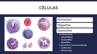 Clase de Histología de Sangre Facil [upl. by Ikkir]