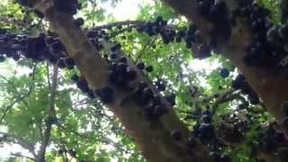 Jaboticaba tree Bandarban horticulture Bangladesh [upl. by Keg590]