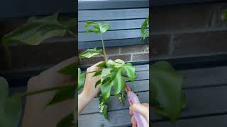 Propagating Variegated Rhaphidophora Tetrasperma indoorplants propagation rareplants [upl. by Raimes19]