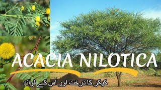 Acacia nilotica  Vachellia nilotica  Description and Medicinal Uses  Kikar Tree  کیکر درخت [upl. by Betsy364]