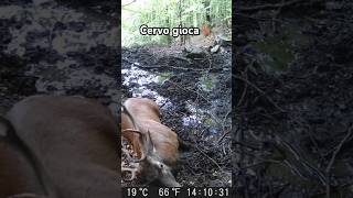 🦌CERVO🦌 Fa linsoglio nel FANGO cervo wildlife fototrappola short [upl. by Piscatelli165]