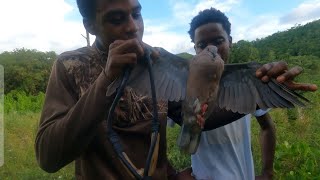 First 2024 bird hunting in JA ringtail Shot N killed must wat [upl. by Kinnon]