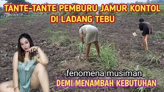 HEBOH  TANTETANTE PEMBURU JAMUR SONTOL DI LADANG TEBU  fenomena musiman demi menambah kebutuhan [upl. by Sedecram763]