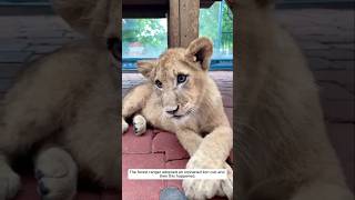 The forest ranger adopted an orphaned lion cub and then this happened animalshorts [upl. by Troxell254]