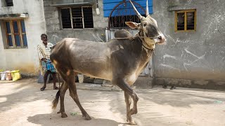 Gorgeous Hallikar stud bull Magadi Maharaja [upl. by Fedora316]