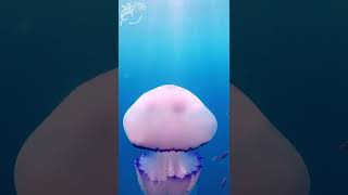 The giant jellyfish Rhizostoma pulmo jellyfish biology biologiamarina venomous medusa [upl. by Eatnahs832]