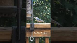 Bird Feeder Babies  Part 3 backyardbirds [upl. by Tally]