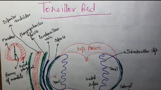 Tonsillar bed ENT [upl. by Aknahs424]