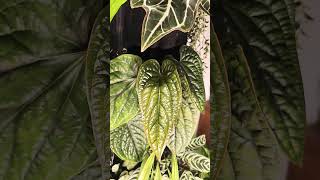 Anthuriums and anthuriums anthurium plantastix [upl. by Adelind487]