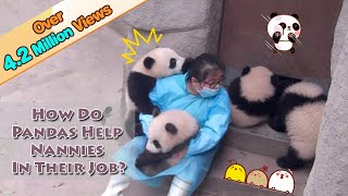 How Do Pandas Help Nannies In Their Jobs  iPanda [upl. by Noived]