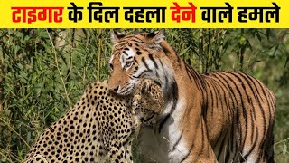 Saber Toothed tiger और Barbary Lion में कौन है ज़्यादा शक्तिशाली  Saber Tooth Tiger vs Barbary Lion [upl. by Nosnorb319]