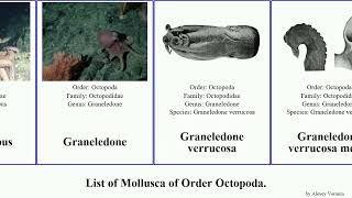 List of Mollusca of Order Octopoda octopus argonauta grimpoteuthis opisthoteuthis benthoctopus [upl. by Airtal]