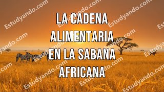 La cadena alimentaria en la sabana africana [upl. by Amory]