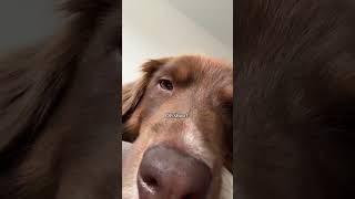 psa to dog parents get a lick mat puppy dogs dog dogcare dogmom shorts viral shortsfeed [upl. by Twyla]