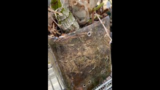 How to repot Catasetum PET Method [upl. by Faxan432]