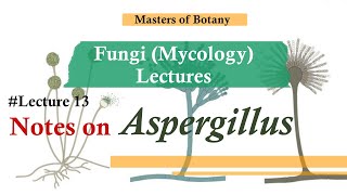 Lecture 13  Aspergillus Life cycle  Fungi Mycology Lecture  Notes [upl. by Nylyrehc]